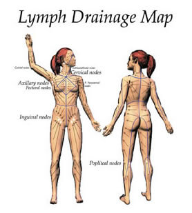 Chart showing Lymphatic Drainage System